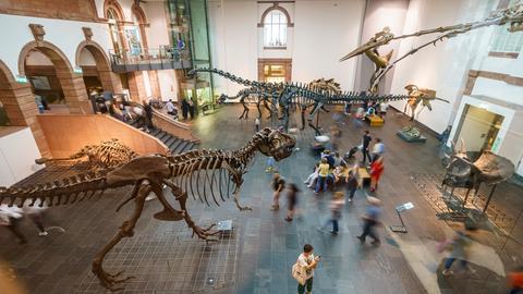 Besucher gehen im Senckenberg Naturmuseum in Frankfurt durch eine große Halle mit rekonstruierten Dinosauriern-Skeletten. 