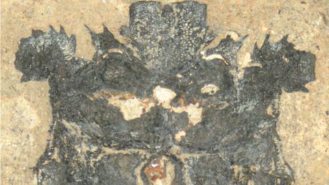Fossile Baumwanze