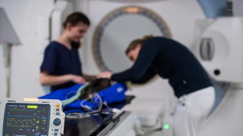 In der Tierklinik Hofheim wird eine Katze zur Strahlentherapie vorbereitet