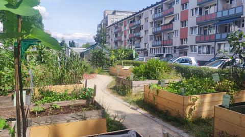 Bunte Hochbeete stehen im Gallusgarten