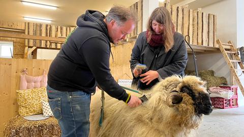 Ein Mann und eine Frau bürsten ein großes Schaf.