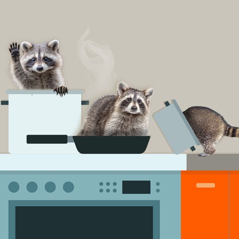 Collage einer gezeichneten Küchenzeile und Fotos von Waschbären die aus Töpfen und Pfannen gucken.