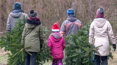 Weihnachtsbäume selbst schlagen