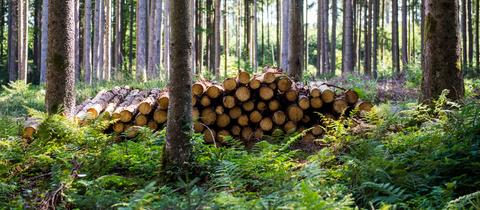 Aufgestapeltes Holz im Wald.