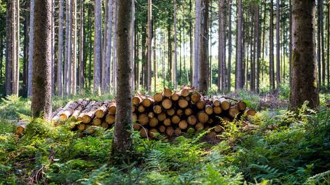 Aufgestapeltes Holz im Wald.