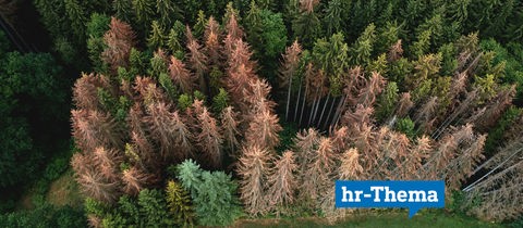 Waldbild aus der Vogelperspektive mit gesunden und kranken Bäumen