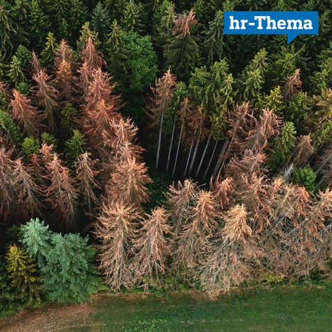 Waldbild aus der Vogelperspektive mit gesunden und kranken Bäumen