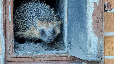 Igel Fritzi sitzt in einem Schornstein