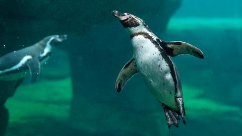 Pinguine im Frankfurter Zoo.