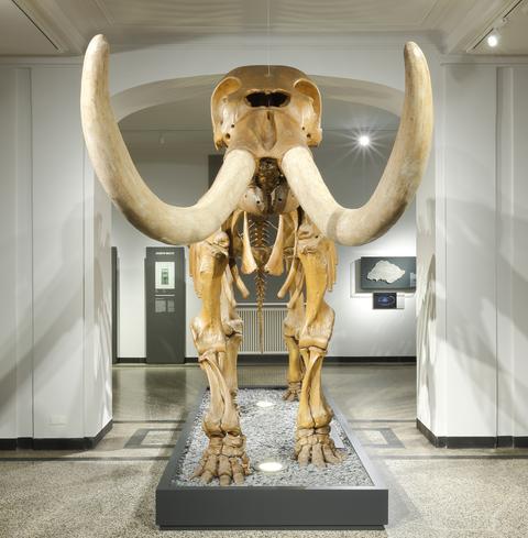 Peale's Mastodon, Mammut americanum