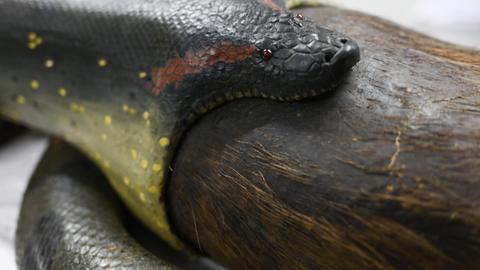 Exponat im Senckenberg Museum: Eine Anakonda-Schlange verschlingt ein Wasserschwein