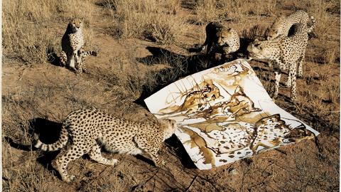 Leoparden in der Wildnis reißen an einem Papier, das auf dem Boden liegt.