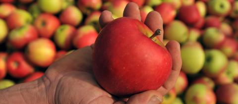 Eine Hand mit einem Apfel