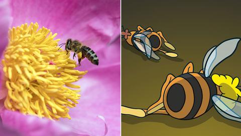 Kombo: Biene auf einer Blüte und Ausstellungsplakat