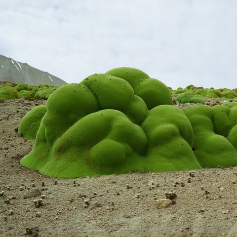 Foto einer Llareta-Pflanze: ein grünes, schwammiges Gewächs in der Ausstellung.