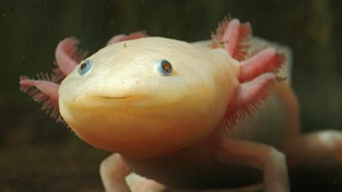 Ein rosa Axolotl blickt in die Kamera