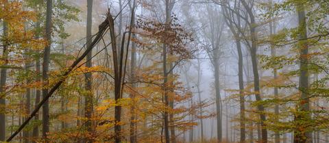 Herbstlicher Buchenwald