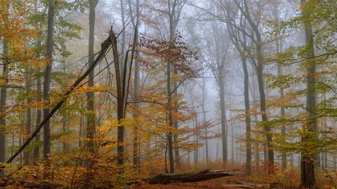 Herbstlicher Buchenwald