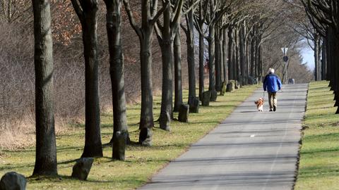 Spaziergänger auf einer Allee aus Beuys-Bäumen in Kassel
