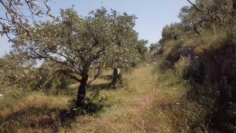 Verschwommene Aufnahme eines Olivenhains