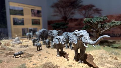 Elefanten - Wildtiere und Kulturikonen
