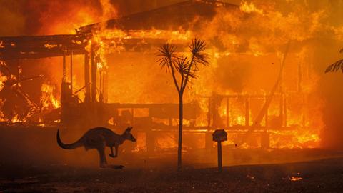 Haus steht in Flammen, ein Känguruh hüpft vorbei