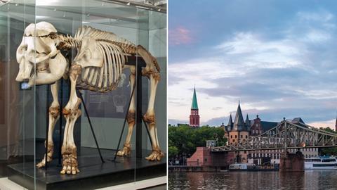 Bild-Kombo: Goethe-Elefant, Eiserner Steg