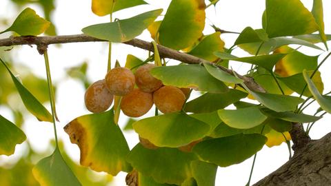 Blatt und Frucht