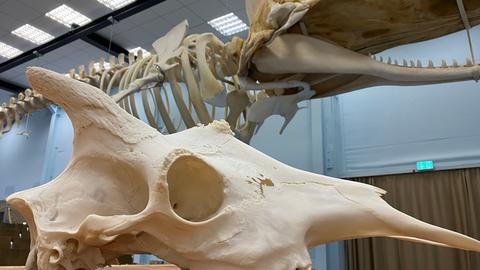 Schädel einer Giraffe, im Hintergrund ein Wal-Skelett an der Decke
