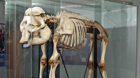 Das Bild zeigt ein Elefanten-Skelett in einem Glaskasten.