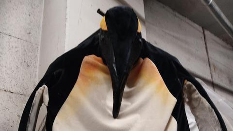 Das Bild zeigt ein Pinguin-Kostüm.