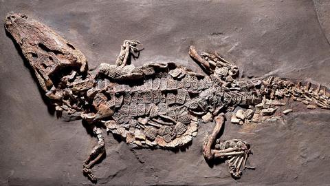 Fossil eines Krokodils