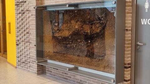 Das Bild zeigt ein Stück Lehmboden in einem grauen Rahmen mit Fensterglas an einer Backsteinwand. Dabei handelt es sich um ein sogenanntes Lackprofil aus einer Grabungsstätte in Frankfurt-Heddernheim, das auf die Römerzeit zurückgeht.
