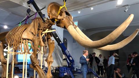 Das Darmstädter Mastodon vor seinem Abbau 2020