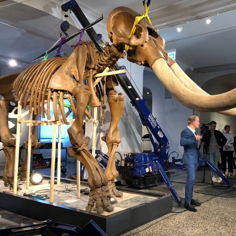 Das Darmstädter Mastodon vor seinem Abbau 2020