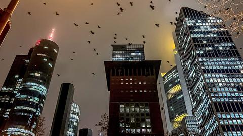 Frankfurter Hochhäuser bei Nacht