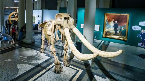 Das Skelett des Mammuts "Peale's Mastodon" 