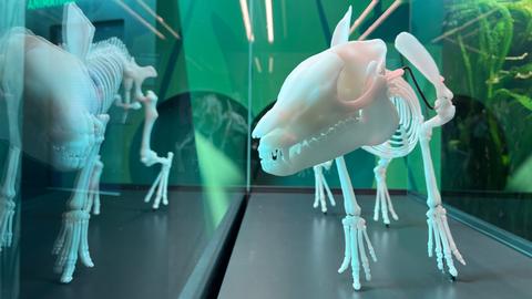 Modell eines Skeletts vom Urpferdchen