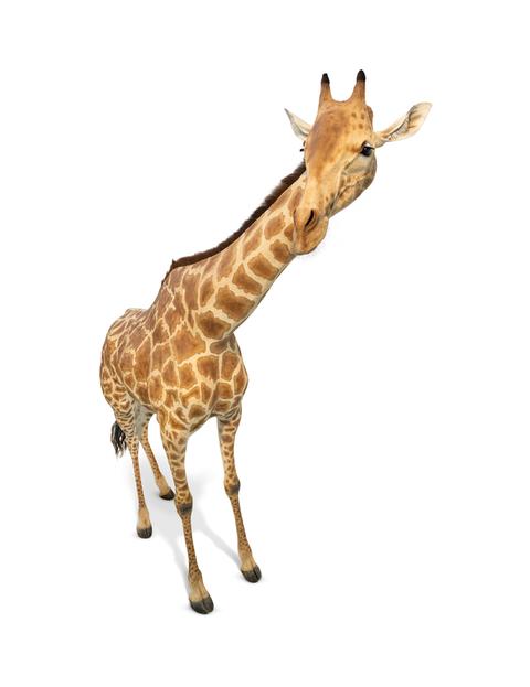 Modell einer Südgiraffe im Museum Wiesbaden