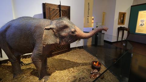 Der Goethe-Elefant als lebensgroße Rekonstruktion.
