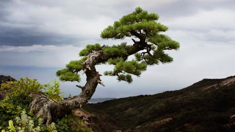 Das Bild zeigt einen Baum vor grünen Berghängen und einem grauen Himmel.