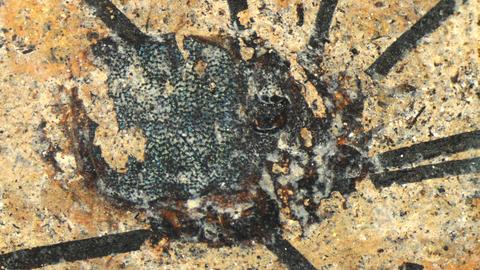 Fossil eines Weberknechts, der in der Grube Messel gefunden wurde.