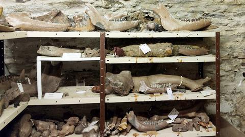 Paläontologische Fundstücke liegen in alten Metallregalen in einem Keller.