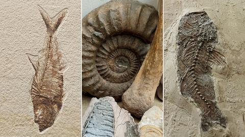 Fundstücke aus einer paläontologischen Sammlung