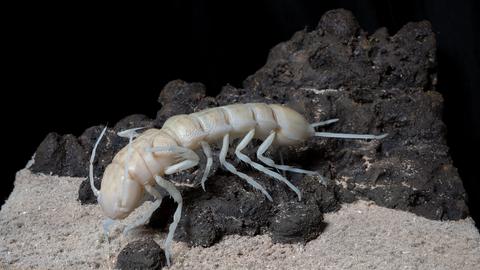 Tiefsee-Krebs Macrostylis metallicola. Senckenberger Dr. Torben Riehl hat ihn nach seiner Lieblingsband Metallica benannt, um auf die Umweltprobleme durch den drohenden Tiefseebergbau aufmerksam zu machen.