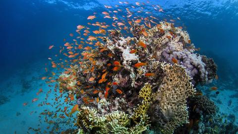 Great Barrier Reef an der Küste von Queensland (Australien)