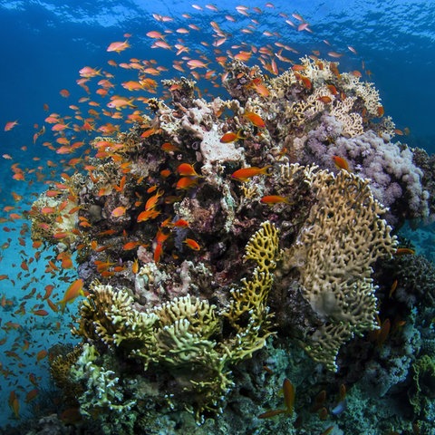 Great Barrier Reef an der Küste von Queensland (Australien)