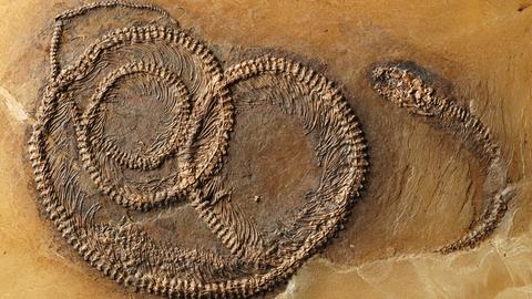 Die seltene dreigliedrige fossile Nahrungskette: Schlange frisst Echse frisst Käfer