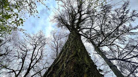 Frau vor Baum