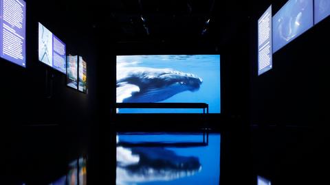 Blick in die Ausstellung Tiefenrausch im Filmmuseum - auf einer Leinwand ist ein Wal in Großaufnahme zu sehen.